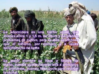  La adormidera es una hierba anual, que
 alcanza entre 1 y 1,5 m. de altura y no plantea
 problemas de cultivo, pero es más caprichosa
 que el cáñamo, por ejemplo, y a veces
 sencillamente no brota


 La  mejor siembra se hace a finales de
 otoño, aunque puede hacerse otra a principios
 de primavera, cuando falta poco para recoger
 la otoñal.
 