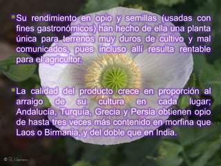  Su rendimiento en opio y semillas (usadas con
 fines gastronómicos) han hecho de ella una planta
 única para terrenos muy duros de cultivo y mal
 comunicados, pues incluso allí resulta rentable
 para el agricultor.


 La calidad del producto crece en proporción al
 arraigo de su cultura en cada lugar;
 Andalucía, Turquía, Grecia y Persia obtienen opio
 de hasta tres veces más contenido en morfina que
 Laos o Birmania, y del doble que en India.
 