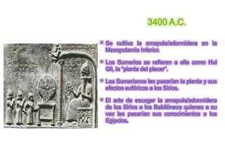 3400 A.C.

   Se cultiva la amapola/adormidera en la
    Mesopotamia Inferior.

   Los Sumerios se refieren a ella como Hul
    Gil, la “planta del placer”.

   Los Sumerianos les pasarían la planta y sus
    efectos eufóricos a los Sirios.

   El arte de escoger la amapola/adormidera
    de los Sirios a los Babilóneos quienes a su
    vez les pasarían sus conocimientos a los
    Egipcios.
 