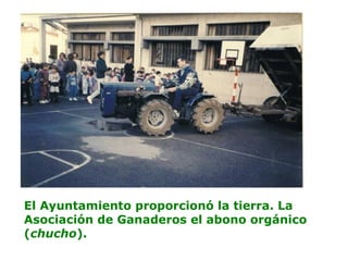El Ayuntamiento proporcionó la tierra. La
Asociación de Ganaderos el abono orgánico
(chucho).
 
