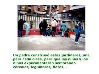 Un padre construyó estas jardineras, una
para cada clase, para que las niñas y los
niños experimentaran sembrando
cereales, legumbres, flores…
 