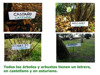 Todos los árboles y arbustos tienen un letrero,
en castellano y en asturiano.
 
