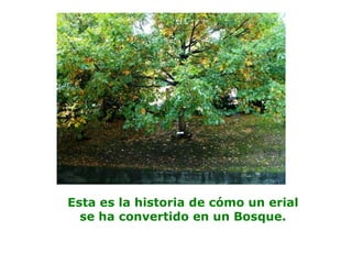 Esta es la historia de cómo un erial
se ha convertido en un Bosque.
 