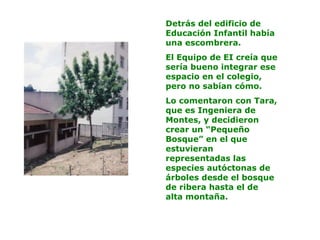 Detrás del edificio de
Educación Infantil había
una escombrera.
El Equipo de EI creía que
sería bueno integrar ese
espacio en el colegio,
pero no sabían cómo.
Lo comentaron con Tara,
que es Ingeniera de
Montes, y decidieron
crear un “Pequeño
Bosque” en el que
estuvieran
representadas las
especies autóctonas de
árboles desde el bosque
de ribera hasta el de
alta montaña.
 