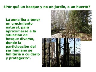 ¿Por qué un bosque y no un jardín, o un huerto?
La zona iba a tener
un crecimiento
natural, para
aproximarse a la
situación de
bosque diverso,
donde la
participación del
ser humano se
limitaría a cuidarlo
y protegerlo”.
 