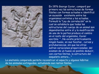 La anatomía comparada permite reconstruir el aspecto y algunos hábitos de los animales extinguidos, estudiando sus restos fósiles. En 1976 George Cuvier, comparó por primera vez las estructuras de formas fósiles con formas actuales e identificó un sucesión  existente entre los organismos extintos y los actuales. Formuló la "Ley de correlación" en la cual se establecía que todas las estructuras del cuerpo de un animal son dependientes entre sí y la modificación de una de la partes produce el cambio en el resto del organismo. Cuvier escribía: "...No existe prácticamente ningún hueso, en sus facetas , curvas y protuberancias, sin que los otros sufran variaciones proporcionales; del examen de un hueso es posible deducir, con ciertos límites, la estructura del esqueleto entero... "  