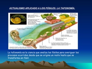 ACTUALISMO APLICADO A LOS FÓSILES. LA TAFONOMÍA. La tafonomía es la ciencia que analiza los fósiles para averiguar los procesos ocurridos desde que se origina un resto hasta que se transforma en fósil. 