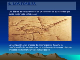 Los  fósiles es cualquier resto de un ser vivo o de su actividad que queda conservado en las rocas. La fosilización es un proceso de mineralización. Durante la tranformación del sedimento en roca sedimentaria ocurren diversos procesos que forman parte de la fosilizacion. 4.  LOS FÓSILES  