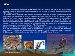 Vida Durante el Proterozoico se produjo la expansión de cianobacterias, de hecho, los estromatolitos alcanzaron su mayor abundancia y diversidad durante este período, con un pico hace aproximadamente 1.200 millones de años. Las primeras células eucariotas y los primeros pluricelulares (Mediante el análisis químico de rocas que datan de hace 635 millones de años, se ha descubierto una forma modificada de colesterol, que es producida sólo por las esponjas ), se originaron una vez que se produjo la acumulación de oxígeno libre. Los eucariontes podrían haber surgido hace unos 2.000 millones de años, pero los fósiles más tempranos como los acritarcos, al no conservar una morfología distintiva, son difíciles de interpretar. Los primeros fósiles que pueden identificarse claramente como eucariotas son de  Melanocyrillium , probamente amebas con caparazón, de hace 760 millones de años. Clásicamente, el límite entre los eones Proterozoico y Fanerozoico se fijó al inicio del Cámbrico, período en el que aparecieron los primeros fósiles de animales como trilobites y arqueociatos. En la segunda mitad del siglo XX, se encontró una serie de formas fósiles en rocas del Proterozoico, la denomina fauna de Ediacara, pero el inicio del Cámbrico, se ha mantenido fijo a 542 millones de años. Fósil de la fauna de Ediacara   