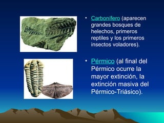 Carbonífero  (aparecen grandes bosques de helechos, primeros reptiles y los primeros insectos voladores). Pérmico  (al final del Pérmico ocurre la mayor extinción, la extinción masiva del Pérmico-Triásico). 
