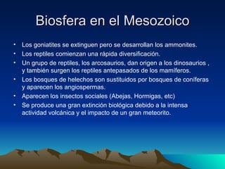 Biosfera en el Mesozoico Los goniatites se extinguen pero se desarrollan los ammonites. Los reptiles comienzan una rápida diversificación. Un grupo de reptiles, los arcosaurios, dan origen a los dinosaurios , y también surgen los reptiles antepasados de los mamíferos. Los bosques de helechos son sustituidos por bosques de coníferas y aparecen los angiospermas. Aparecen los insectos sociales (Abejas, Hormigas, etc) Se produce una gran extinción biológica debido a la intensa actividad volcánica y el impacto de un gran meteorito. 