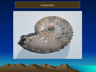 Ammonite. 