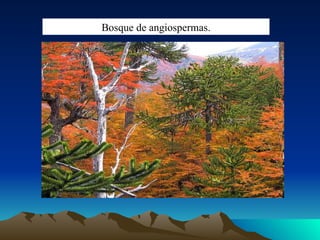 Bosque de angiospermas. 