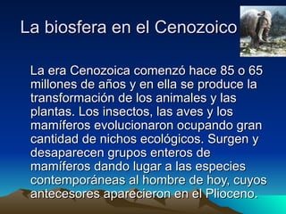 La biosfera en el Cenozoico La era Cenozoica comenzó hace 85 o 65 millones de años y en ella se produce la transformación de los animales y las plantas. Los insectos, las aves y los mamíferos evolucionaron ocupando gran cantidad de nichos ecológicos. Surgen y desaparecen grupos enteros de mamíferos dando lugar a las especies contemporáneas al hombre de hoy, cuyos antecesores aparecieron en el Plioceno. 