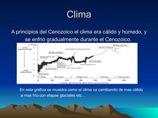 Clima A principios del Cenozoico el clima era cálido y húmedo, y se enfrió gradualmente durante el Cenozoico.  En esta gráfica se muestra como el clima va cambiando de mas cálido a mas frío con etapas glaciales etc… 