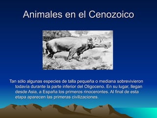 Animales en el Cenozoico Tan sólo algunas especies de talla pequeña o mediana sobrevivieron todavía durante la parte inferior del Oligoceno. En su lugar, llegan desde Asia, a España los primeros rinocerontes. Al final de esta etapa aparecen las primeras civilizaciones.  
