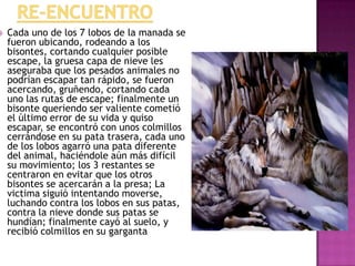 

Cada uno de los 7 lobos de la manada se
fueron ubicando, rodeando a los
bisontes, cortando cualquier posible
escape, la gruesa capa de nieve les
aseguraba que los pesados animales no
podrían escapar tan rápido, se fueron
acercando, gruñendo, cortando cada
uno las rutas de escape; finalmente un
bisonte queriendo ser valiente cometió
el último error de su vida y quiso
escapar, se encontró con unos colmillos
cerrándose en su pata trasera, cada uno
de los lobos agarró una pata diferente
del animal, haciéndole aún más difícil
su movimiento; los 3 restantes se
centraron en evitar que los otros
bisontes se acercarán a la presa; La
victima siguió intentando moverse,
luchando contra los lobos en sus patas,
contra la nieve donde sus patas se
hundían; finalmente cayó al suelo, y
recibió colmillos en su garganta

 
