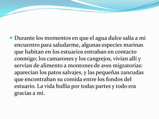  Durante los momentos en que el agua dulce salía a mi
 encuentro para saludarme, algunas especies marinas
 que habitan en los estuarios entraban en contacto
 conmigo; los camarones y los cangrejos, vivían allí y
 servían de alimento a montones de aves migratorias:
 aparecían los patos salvajes, y las pequeñas zancudas
 que encontraban su comida entre los fondos del
 estuario. La vida bullía por todas partes y todo era
 gracias a mí.
 