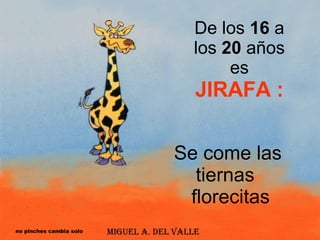 De los  16  a los  20  años es  JIRAFA : Se come las  tiernas  florecitas no pinches cambia solo 