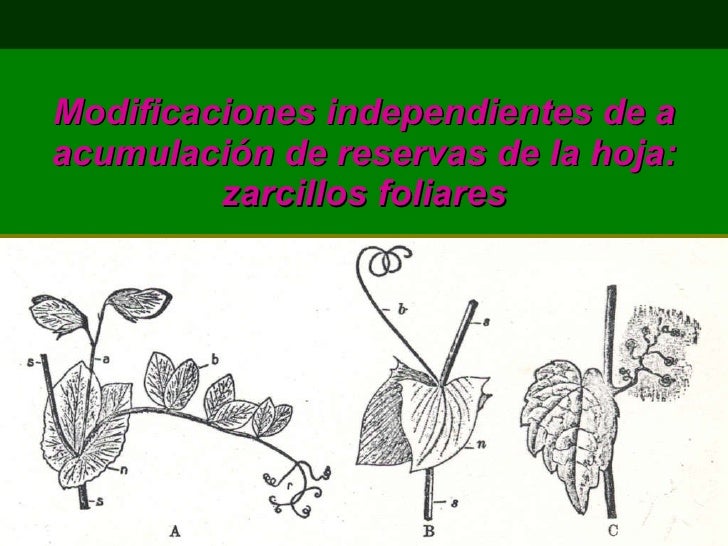 MODIFICACIONES DE LAS HOJAS PDF MODIFICACIONES DE LAS HOJAS PDF