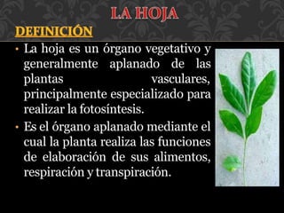 • La hoja es un órgano vegetativo y
generalmente aplanado de las
plantas vasculares,
principalmente especializado para
realizar la fotosíntesis.
• Es el órgano aplanado mediante el
cual la planta realiza las funciones
de elaboración de sus alimentos,
respiración y transpiración.
 