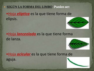 La hoja: Definición, partes y tipos | PPTX