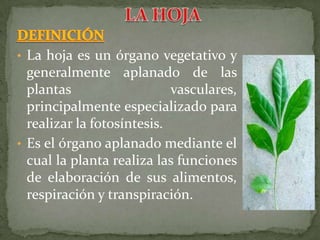 • La hoja es un órgano vegetativo y
  generalmente aplanado de las
  plantas                   vasculares,
  principalmente especializado para
  realizar la fotosíntesis.
• Es el órgano aplanado mediante el
  cual la planta realiza las funciones
  de elaboración de sus alimentos,
  respiración y transpiración.
 