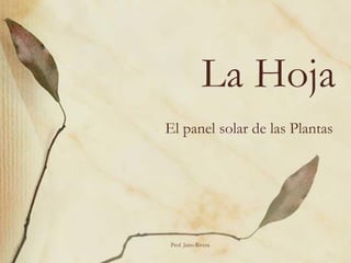 La Hoja
El panel solar de las Plantas
Prof. Jairo Rivera
 