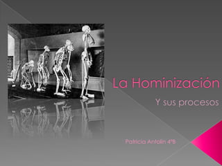 La Hominización Y sus procesos Patricia Antolín 4ºB 