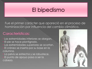 El bipedismoFue el primer carácter que apareció en el proceso de hominización por influencia del cambio climático.Características:Las extremidades inferiores se alargan.