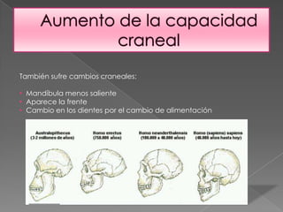 Las extremidades superiores se acortan.