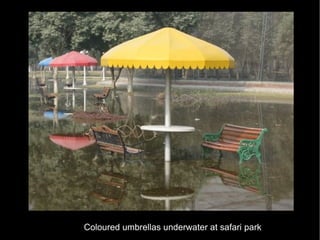 Coloured umbrellas underwater at safari park 