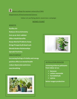 money plant pics N’Joy Pothos, Variegated Money Plant main image 0