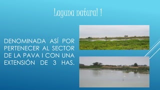 DENOMINADA ASÍ POR
PERTENECER AL SECTOR
DE LA PAVA I CON UNA
EXTENSIÓN DE 3 HAS.
Laguna natural 1
 