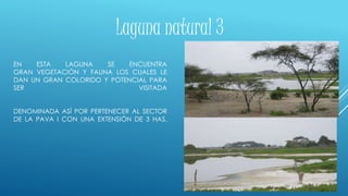 EN ESTA LAGUNA SE ENCUENTRA
GRAN VEGETACIÓN Y FAUNA LOS CUALES LE
DAN UN GRAN COLORIDO Y POTENCIAL PARA
SER VISITADA
DENOMINADA ASÍ POR PERTENECER AL SECTOR
DE LA PAVA I CON UNA EXTENSIÓN DE 3 HAS.
Laguna natural 3
 