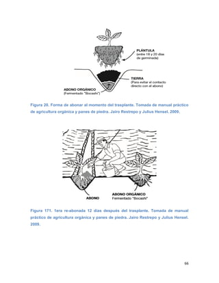 66
Figura 20. Forma de abonar al momento del trasplante. Tomada de manual práctico
de agricultura orgánica y panes de piedra. Jairo Restrepo y Julius Hensel. 2009.
Figura 171. 1era re-abonada 12 días después del trasplante. Tomada de manual
práctico de agricultura orgánica y panes de piedra. Jairo Restrepo y Julius Hensel.
2009.
 