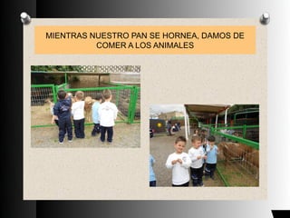 MIENTRAS NUESTRO PAN SE HORNEA, DAMOS DE
COMER A LOS ANIMALES
 