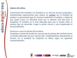 Labores del cultivo.
Construcción del semillero: Un Semillero es un área de terreno preparado y
acondicionado especialmente para colocar las semillas con la finalidad de
producir su germinación bajo las menores condiciones y cuidados, a objeto de
que pueda crecer sin dificultad hasta que la plántula esté lista para el
trasplante. El semillero es el sitio adecuado para que la semilla inicie su
primera fase de desarrollo. Luego la planta crecerá y será trasplantada al
terreno definitivo.
Comenzar a sacar las plantas del semillero.
Trasplante y asiento de las plantas: Una vez que las plantas del semillero tienen
el tamaño adecuado hay que sacarlas bien, trasplantándolas directamente al
terreno. En la actividad de trasplante se deben seguir las siguientes
recomendaciones:

 