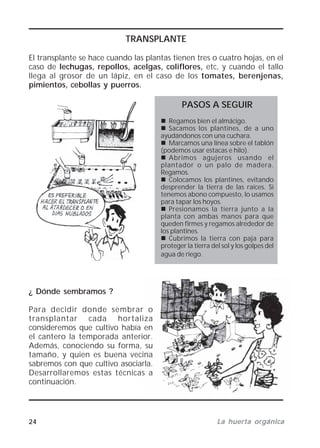 24 La huerta orgánicaLa huerta orgánicaLa huerta orgánicaLa huerta orgánicaLa huerta orgánica
TRANSPLANTE
El transplante se hace cuando las plantas tienen tres o cuatro hojas, en el
caso de lechugas, repollos, acelgas, coliflores, etc, y cuando el tallo
llega al grosor de un lápiz, en el caso de los tomates, berenjenas,
pimientos, cebollas y puerros.
PASOS A SEGUIR
Regamos bien el almácigo.
Sacamos los plantines, de a uno
ayudándonos con una cuchara.
Marcamos una línea sobre el tablón
(podemos usar estacas e hilo).
Abrimos agujeros usando el
plantador o un palo de madera.
Regamos.
Colocamos los plantines, evitando
desprender la tierra de las raíces. Si
tenemos abono compuesto, lo usamos
para tapar los hoyos.
Presionamos la tierra junto a la
planta con ambas manos para que
queden firmes y regamos alrededor de
los plantines.
Cubrimos la tierra con paja para
proteger la tierra del sol y los golpes del
agua de riego.
¿ Dónde sembramos ?
Para decidir donde sembrar o
transplantar cada hortaliza
consideremos que cultivo había en
el cantero la temporada anterior.
Además, conociendo su forma, su
tamaño, y quien es buena vecina
sabremos con que cultivo asociarla.
Desarrollaremos estas técnicas a
continuación.
 