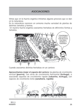 25
ASOCIACIONES
Vimos que en la huerta orgánica imitamos algunos procesos que se dan
en la naturaleza.
En la naturaleza conviven en armonía mucha variedad de plantas de
distintos tamaños y formas.
En nuestra huerta orgánica asociamos hortalizas de diferentes formas y
tamaños.
Cuando asociamos distintas hortalizas en un cantero:
Aprovechamos mejor el espacio del cantero: las plantas de crecimiento
vertical (puerro), con otras de crecimiento horizontal (lechuga), o
asociando aquellas de crecimiento rápido (rabanito, lechuga), con
especies de crecimiento lento (zanahoria, repollo)
 