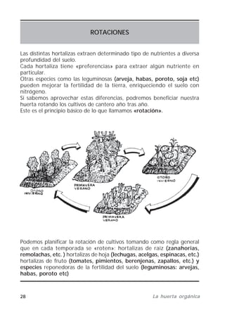 28 La huerta orgánicaLa huerta orgánicaLa huerta orgánicaLa huerta orgánicaLa huerta orgánica
ROTACIONES
Las distintas hortalizas extraen determinado tipo de nutrientes a diversa
profundidad del suelo.
Cada hortaliza tiene «preferencias» para extraer algún nutriente en
particular.
Otras especies como las leguminosas (arveja, habas, poroto, soja etc)
pueden mejorar la fertilidad de la tierra, enriqueciendo el suelo con
nitrógeno.
Si sabemos aprovechar estas diferencias, podremos beneficiar nuestra
huerta rotando los cultivos de cantero año tras año.
Este es el principio básico de lo que llamamos «rotación».
Podemos planificar la rotación de cultivos tomando como regla general
que en cada temporada se «roten»: hortalizas de raíz (zanahorias,
remolachas, etc. ) hortalizas de hoja (((((lechugas, acelgas, espinacas, etc.)
hortalizas de fruto (tomates, pimientos, berenjenas, zapallos, etc.) y
especies reponedoras de la fertilidad del suelo (leguminosas: arvejas,
habas, poroto etc)
 