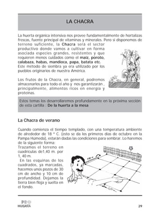 29
LA CHACRA
La huerta orgánica intensiva nos provee fundamentalmente de hortalizas
frescas, fuente principal de vitaminas y minerales. Pero si disponemos de
terreno suficiente, la Chacra será el sector
productivo donde vamos a cultivar en forma
asociada especies grandes, resistentes y que
requieren menos cuidados como el maíz, poroto,
calabaza, habas, mandioca, papa, batata etc.
Este método de siembra ya era utilizado por los
pueblos originarios de nuestra América.
Los frutos de la Chacra, en general, podremos
almacenarlos para todo el año y nos garantizarán ,
principalmente, alimentos ricos en energía y
proteínas.
Estos temas los desarrollaremos profundamente en la próxima sección
de esta cartilla : De la huerta a la mesa
La Chacra de verano
Cuando comienza el tiempo templado, con una temperatura ambiente
de alrededor de 18 º C. (esto se da los primeros días de octubre en la
Pampa Húmeda), estarán dadas las condiciones para sembrar. Lo haremos
de la siguiente forma:
Trazamos el terreno en
cuadrículas de1,40 m. por
1, 40 m.
En las esquinas de los
cuadrados, ya marcadas,
hacemos unos pozos de 30
cm de ancho y 10 cm de
profundidad. Dejamos la
tierra bien floja y suelta en
el fondo.
 