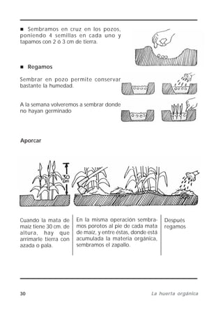 30 La huerta orgánicaLa huerta orgánicaLa huerta orgánicaLa huerta orgánicaLa huerta orgánica
Sembramos en cruz en los pozos,
poniendo 4 semillas en cada uno y
tapamos con 2 ó 3 cm de tierra.
Regamos
Sembrar en pozo permite conservar
bastante la humedad.
A la semana volveremos a sembrar donde
no hayan germinado
Aporcar
Después
regamos
Cuando la mata de
maíz tiene 30 cm. de
altura, hay que
arrimarle tierra con
azada o pala.
En la misma operación sembra-
mos porotos al pie de cada mata
de maíz, y entre éstas, donde está
acumulada la materia orgánica,
sembramos el zapallo.
 