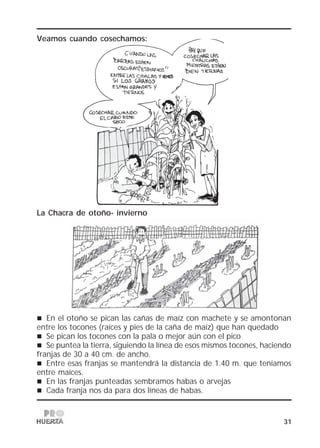 31
La Chacra de otoño- invierno
En el otoño se pican las cañas de maíz con machete y se amontonan
entre los tocones (raíces y pies de la caña de maíz) que han quedado
Se pican los tocones con la pala o mejor aún con el pico
Se puntea la tierra, siguiendo la línea de esos mismos tocones, haciendo
franjas de 30 a 40 cm. de ancho.
Entre esas franjas se mantendrá la distancia de 1.40 m. que teníamos
entre maíces.
En las franjas punteadas sembramos habas o arvejas
Cada franja nos da para dos líneas de habas.
Veamos cuando cosechamos:
 