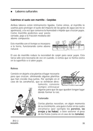 35
Labores culturales
Cubrimos el suelo con mantillo - CarpidasCubrimos el suelo con mantillo - CarpidasCubrimos el suelo con mantillo - CarpidasCubrimos el suelo con mantillo - CarpidasCubrimos el suelo con mantillo - Carpidas
Ambas labores están íntimamente ligadas. Como vimos, al mantillo lo
usamos para proteger el suelo del impacto de las gotas de agua (así no se
apelmaza), a la vez que conserva la humedad e impide que crezcan yuyos.
Como mantillo podemos usar pasto
cortado, paja o la fracción mediana del
abono compuesto.
Este mantillo con el tiempo se incorpora
a la tierra, funcionando como abono
natural.
El uso de mantillo reduce la necesidad de carpir para sacar yuyos. Esta
tarea sólo será necesaria de vez en cuando, si vemos que se forma costra
en la superficie o si salen yuyos.
Raleos
Consiste en dejarle a las plantas el lugar necesario
para que crezcan, eliminando algunas plantitas
que han crecido muy juntas. Por ejemplo en el
caso de las zanahorias, que se siembran direc-
tamente, conviene
siempre entresacar
algunas para que las que queden tengan lugar
donde formar la raíz.
Tutorado
Ciertas plantas necesitan, en algún momento
de su crecimiento, una guía o tutor en las cuales
enramarse (por ejemplo los porotos, lasporotos, lasporotos, lasporotos, lasporotos, las
arvejas y las habasarvejas y las habasarvejas y las habasarvejas y las habasarvejas y las habas), o bien sostener el peso
de los frutos (como en el caso de los tomatestomatestomatestomatestomates).
 