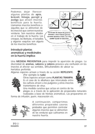 37
Podemos dejar florecer
algunas plantas de apio,
brócoli, hinojo, perejil y
acelga que atraen insectos
benéficos para la huerta.
Llamamos insectos benéficos a
aquellos que se alimentan de
los insectos que comen nuestras
verduras. Son nuestros aliados
en el trabajo de la huerta. Las
crisopas, las libélulas, el tatadiós
y algunas vaquitas son alguno
de los insectos benéficos
Introducir plantas
aromáticas y medicinales
en la huerta implica:
Una MEDIDA PREVENTIVA para impedir la aparición de plagas. La
diversidad de aromas, sabores y colores provoca una confusión en los
insectos al afectar sus sentidos, dificultándoles de ubicar su
hortaliza preferida.
Algunas especies actúan a través de su acción REPELENTE.....
(Por ejemplo la ruda)
Otras especies actúan como PLANTAS TRAMPA.
Es el caso de la albahaca que intercalada entre
los cultivos atraen a los pulgones y otros insectos
transmisores de virus.
Una medida curativa que actúa en contra de las
plagas es a través de la aplicación de preparados naturales
realizados a base de hierbas aromáticas. Las preparamos en
forma de infusión, purín, maceración etc.
A continuación, compartimos
diferentes preparados caseros
probados que permiten controlar
algunos insectos que se alimentan
de las verduras que cultivamos en
nuestra huerta.
 