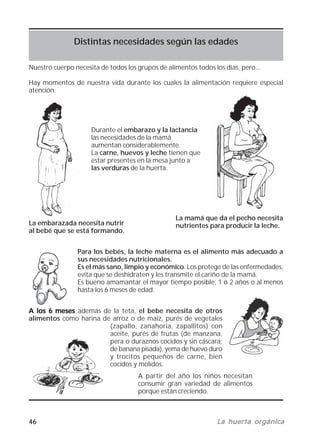 46 La huerta orgánicaLa huerta orgánicaLa huerta orgánicaLa huerta orgánicaLa huerta orgánica
Nuestro cuerpo necesita de todos los grupos de alimentos todos los días, pero...
Hay momentos de nuestra vida durante los cuales la alimentación requiere especial
atención.
Distintas necesidades según las edades
Durante el embarazo y la lactancia
las necesidades de la mamá
aumentan considerablemente.
La carne, huevos y leche tienen que
estar presentes en la mesa junto a
las verduras de la huerta.
La mamá que da el pecho necesita
nutrientes para producir la leche.La embarazada necesita nutrir
al bebé que se está formando.
Para los bebés, la leche materna es el alimento más adecuado a
sus necesidades nutricionales.
Es el más sano, limpio y económico. Los protege de las enfermedades,
evita que se deshidraten y les transmite el cariño de la mamá.
Es bueno amamantar el mayor tiempo posible, 1 ó 2 años o al menos
hasta los 6 meses de edad.
A los 6 mesesA los 6 mesesA los 6 mesesA los 6 mesesA los 6 meses además de la teta, el bebe necesita de otros
alimentos como harina de arroz o de maíz, purés de vegetales
(zapallo, zanahoria, zapallitos) con
aceite, purés de frutas (de manzana,
pera o duraznos cocidos y sin cáscara;
de banana pisada), yema de huevo duro
y trocitos pequeños de carne, bien
cocidos y molidos.
A partir del año los niños necesitan
consumir gran variedad de alimentos
porque están creciendo.
 