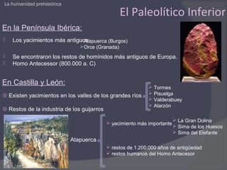 La humanidad prehistórica

                                               El Paleolítico Inferior
En la Península Ibérica:
   Los yacimientos más antiguos:
                             Atapuerca (Burgos)
                             Orce (Granada)
   Se encontraron los restos de homínidos más antiguos de Europa.
   Homo Antecessor (800.000 a. C)


En Castilla y León:
                                                         Tormes
                                                         Pisuelga
                                                         Valderabuey
                                                         Alarzón

                                                                      La Gran Dolina
                                        yacimiento más importante
                                                                      Sima de los Huesos
                                                                      Sima del Elefante

                                        restos de 1.200.000 años de antigüedad
                                        restos humanos del Homo Antecesor
 