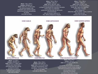 altura: 1’60 a 1’85 m                             altura: 1’70 y 1’80 m
                                                                            cerebro: 1000 cm3                                 cerebro: 1500 cm3
                            altura: 1’40 a 1’50 m                      edad: aprox. 800.000 años                          edad: desde 40.000 años
                           cerebro: 650/800 cm3                       mezcla de caracteres modernos                   hombre actual: cráneo forma globo,
                       edad: entre 2’5 y 1’6 mill. años       y antiguos (mandíbula fina, pómulos marcados             frente alta, cejas poco salientes,
                          sus piernas estaban más                       contra cejas muy salientes)                          mentón bien marcado,
                      adaptados para caminar erguido              perfeccionó las técnicas de fabricación                       gran inteligencia
                     fabricó las primeras herramientas                        de herramientas                     elaboraba útiles de piedra, hueso y cuernos
                                  de piedra                            sólo se conocen restos en la                            hizo obras de arte
                             vivió sólo en África                    Pen. Ibérica (Atapuerca, Burgos)                       colonizó todo el planeta




                                HOMO HABILIS                               HOMO ANTECESSOR                                     HOMO SAPIENS SAPIENS




  AUTRALOPITHECUS                                    HOMO ERECTUS                                  HOMO NEARDENTHALENSIS
                                                                                                            altura: 1’60 a 1’70 m.
      altura: 1 a 1’40 m
                                                                                                              cerebro: 1500 cm3
   cerebro: 400/500 cm3                              altura: 1’60 a 1’80 m                          edad: entre 130.000 y 35.000 años
edad: entre 5 y 1 millón años                      cerebro: 800/1000 cm3                                         era robusto
 cerebro poco desarrollado                     edad: entre 1’5 y 0’3 mill. años                  cara grande, frente huidiza y sin mentón
caminaba sobre dos piernas                      realizaba herramientas como                   cerebro parecido al nuestro, menos inteligente
     ayudado de brazos                         los bifaces. Conocía el fuego.                  fabricaba herramientas muy perfeccionadas
 no fabricaba herramientas,                          Se cubría de pieles.                                 vivió una época muy fría
  utilizaba palos y piedras                       vivió sólo en África y Asia                             enterraba a los muertos
      sólo vivió en África
                                                                                                     vivió sólo en África, Asia y Europa
 