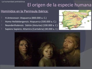 La humanidad prehistórica

                            El origen de la especie humana
Homínidos en la Península Ibérica:
   H.Antecessor: Atapuerca (800.000 a. C.)
   Homo Heildebergensis: Atapuerca (500.000 a. C.)
   Neanderthalensis: Sidrón (Asturias) (100.000 a. C.)
   Sapiens Sapiens: Altamira (Cantabria) (40.000 a. C.)
 